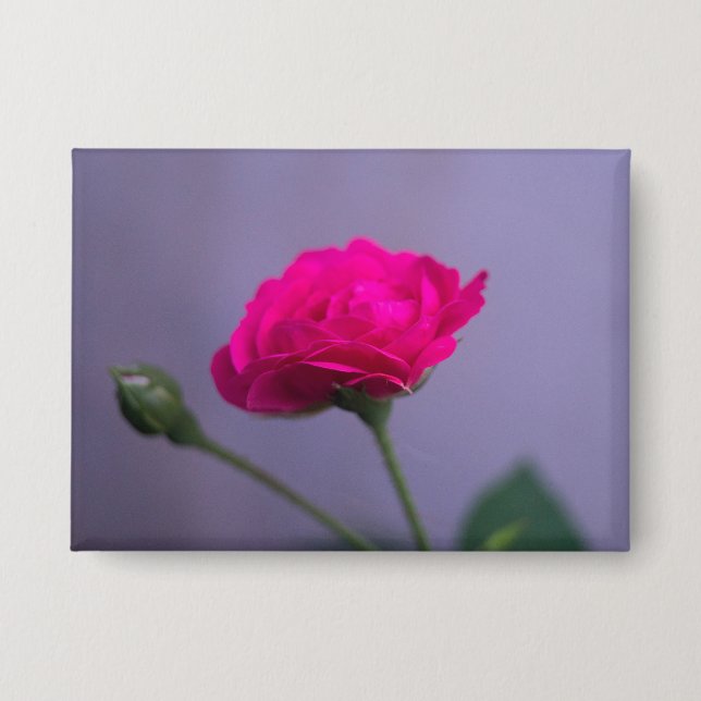 Chapa Rosa de jardín rosa (Anverso)
