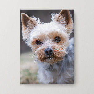 Chapa Yorkshire terrier, perro, Mascota
