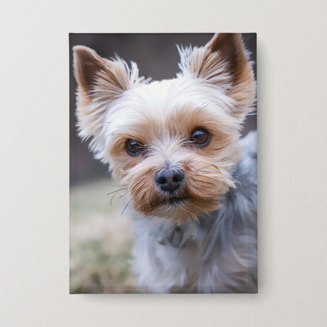 Chapa Yorkshire terrier, perro, Mascota (Anverso)