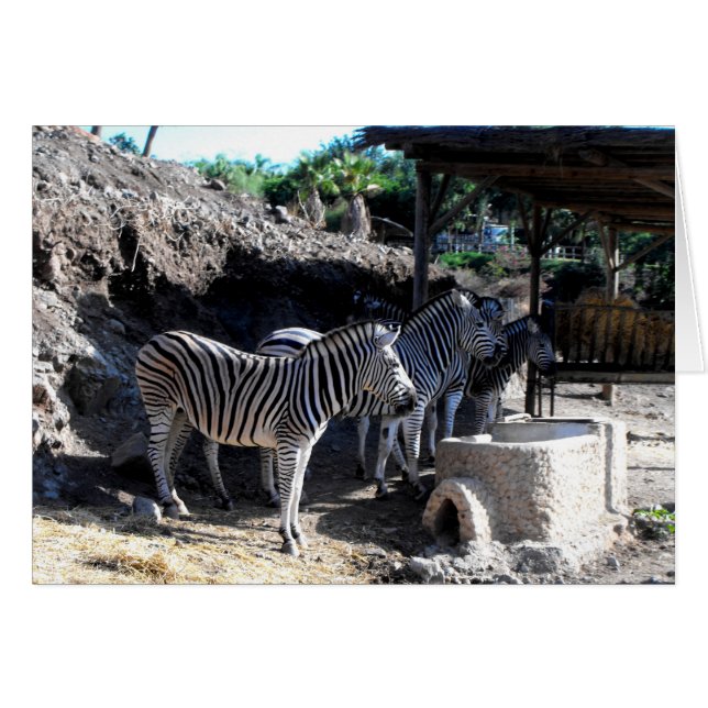 Chapmans Zebras (Anverso (Horizontal))