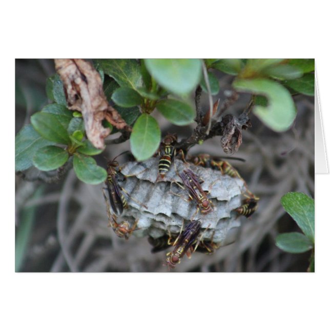 Chaquetas de seguimiento (Anverso (Horizontal))