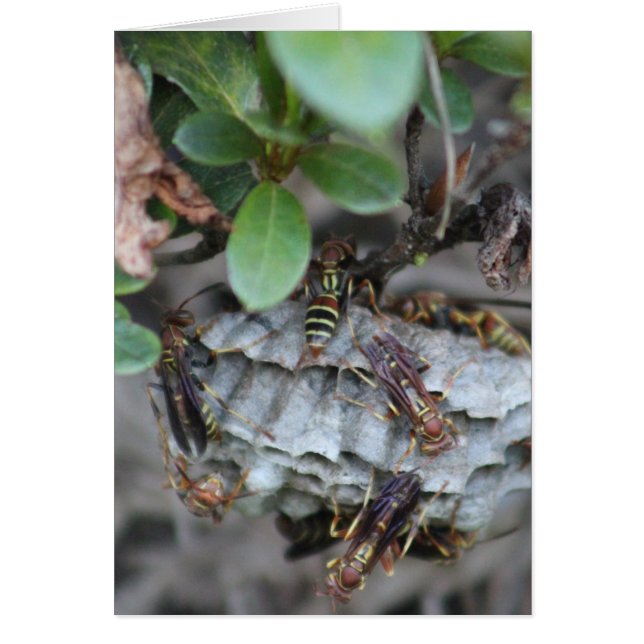 Chaquetas de seguimiento (Frente)