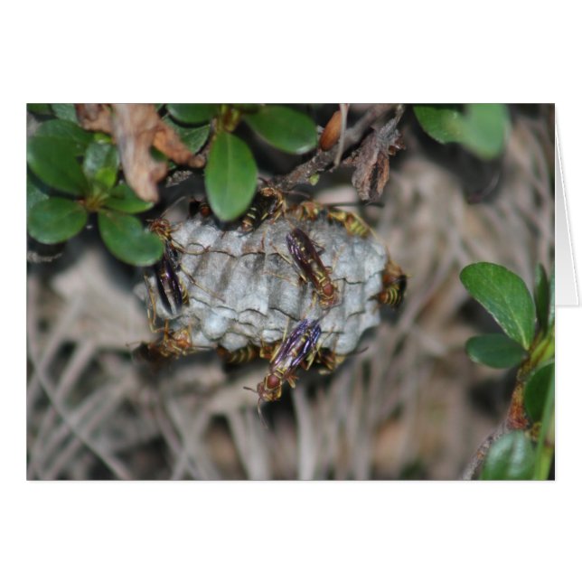 Chaquetas de seguimiento #2 (Anverso (Horizontal))