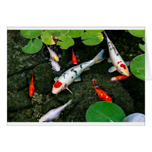 Charca de Koi