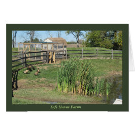 Charca del pato en las granjas del asilo seguro