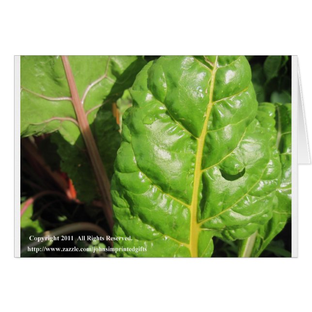 Chards suizos (Anverso (Horizontal))