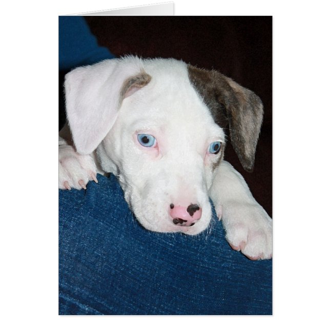 Chari, el cachorro de Catahoula (Frente)