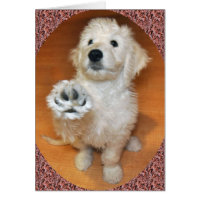 Charla de Goldendoodle a la tarjeta de la pata
