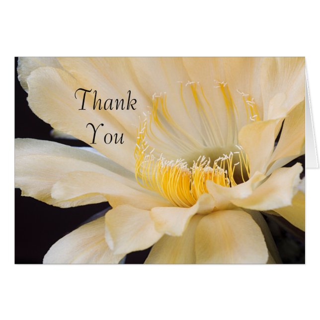 Charlemagne Echinopsis en flor Gracias (Anverso (Horizontal))