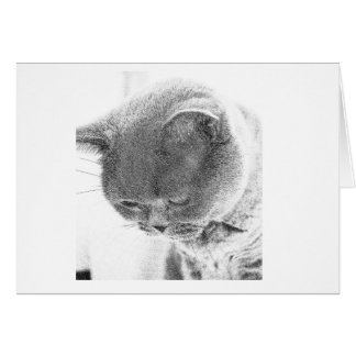 Charlie: Bosquejo de la foto de un gato azul
