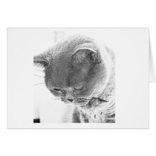 Charlie: Bosquejo de la foto de un gato azul (Anverso (Horizontal))