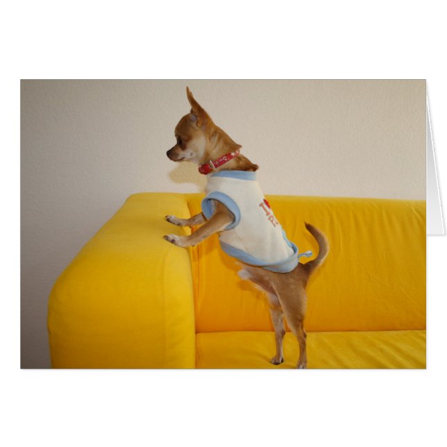 Charlie Chihuahua (Anverso (Horizontal))