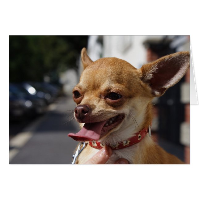 Charlie Chihuahua (Anverso (Horizontal))