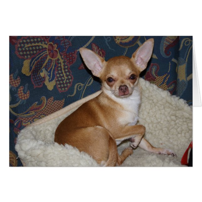 Charlie Chihuahua (Anverso (Horizontal))