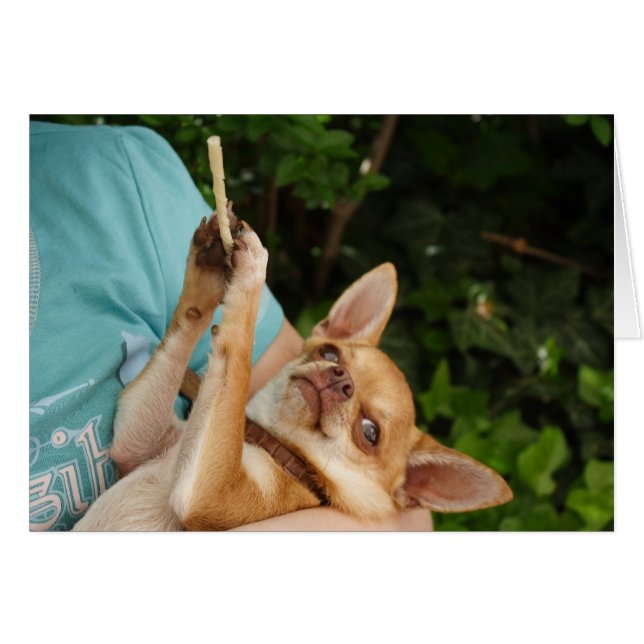 Charlie Chihuahua (Anverso (Horizontal))