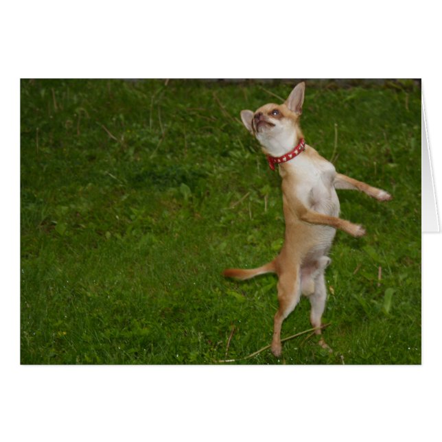 Charlie Chihuahua (Anverso (Horizontal))