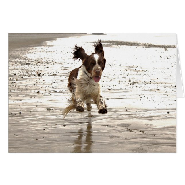 Charlie The Springer (Anverso (Horizontal))