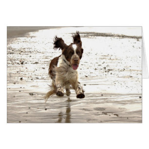 ¡Charlie The Springer!