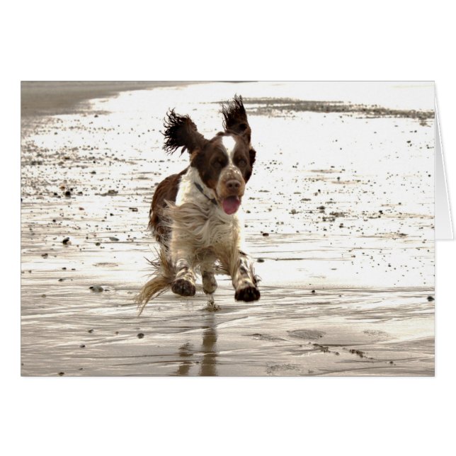 ¡Charlie The Springer! (Anverso (Horizontal))
