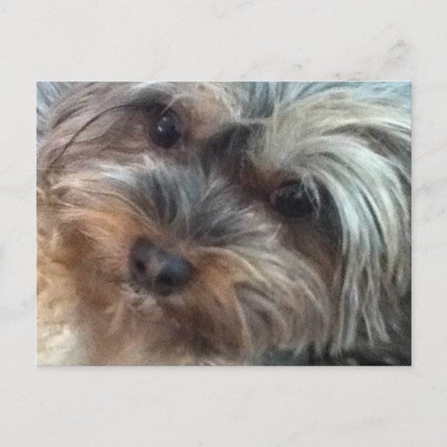 Charlotte, la pequeña postal del perro (Anverso)