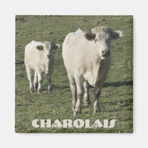 Charolais se acobardan y el imán del becerro