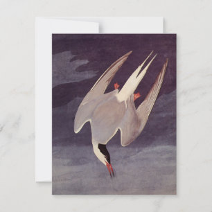 Charrán Ártico por John James Audubon, Aves Antigu