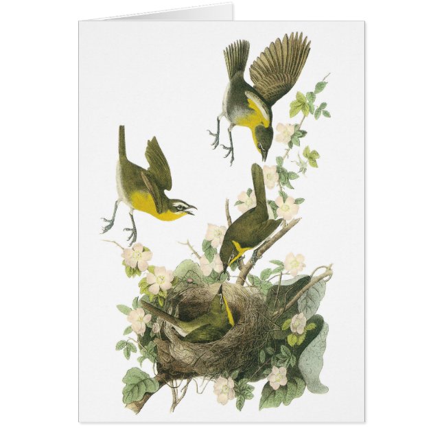 Chat en pecho amarillo de Audubon (Frente)