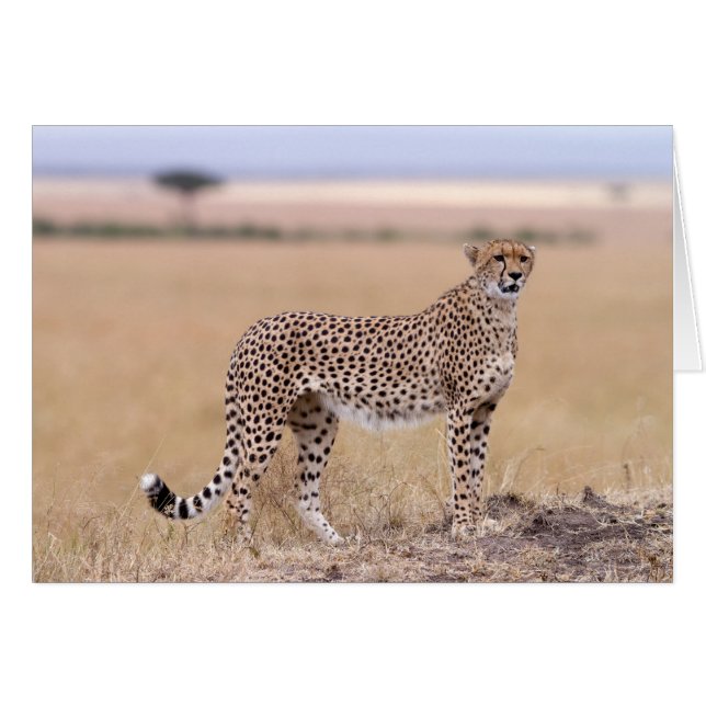 Cheetah (Anverso (Horizontal))