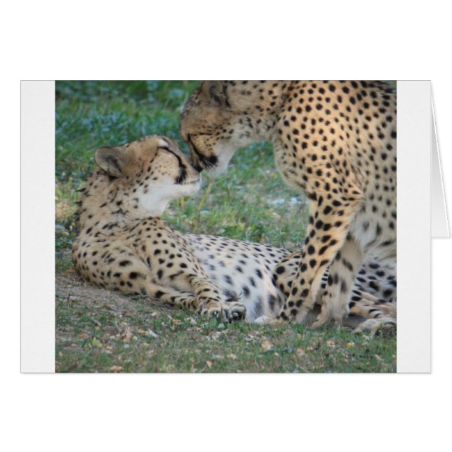 Cheetah (Anverso (Horizontal))