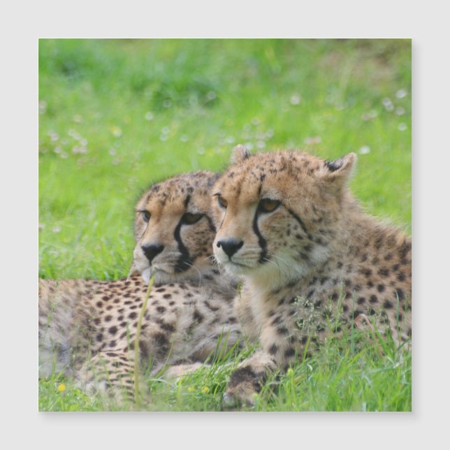 Cheetah 001 (Anverso)