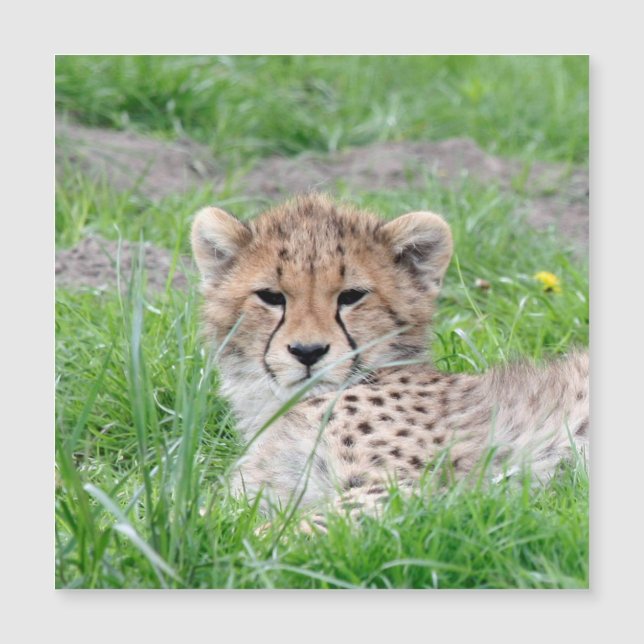 Cheetah 002 (Anverso)