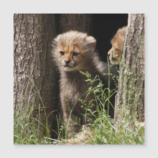 Cheetah 005 (Anverso)