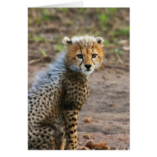 Cheetah Cub Acinonyx Jubatus) (Frente)