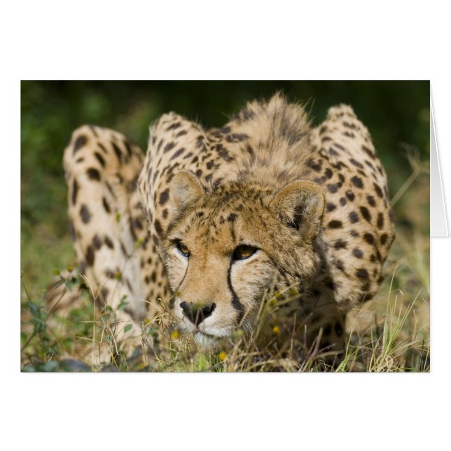 Cheetah Down Low (Anverso (Horizontal))