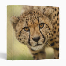 Cheetah - Lingüista de animales salvajes 3
