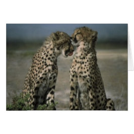 Cheetah Love