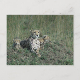 Cheetah Mom y sus tres cachorros de postales