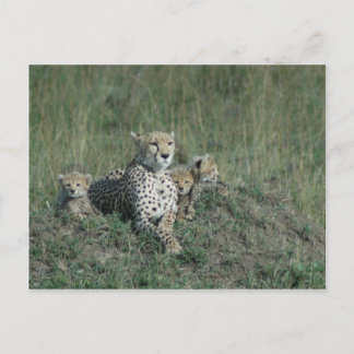 Cheetah Mom y sus tres cachorros de postales