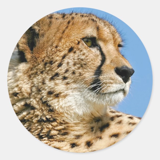 Cheetah Pegatina (Anverso)