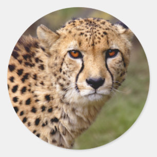 Cheetah Pegatina