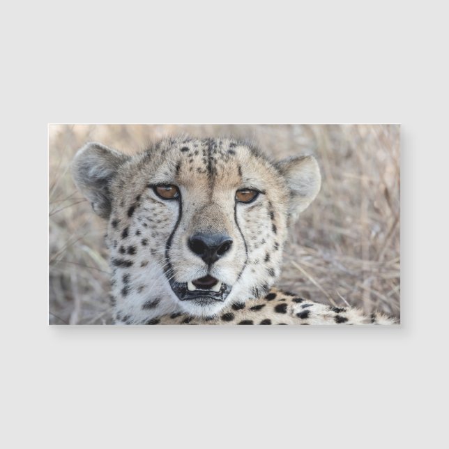 Cheetah Portrait (Anverso)