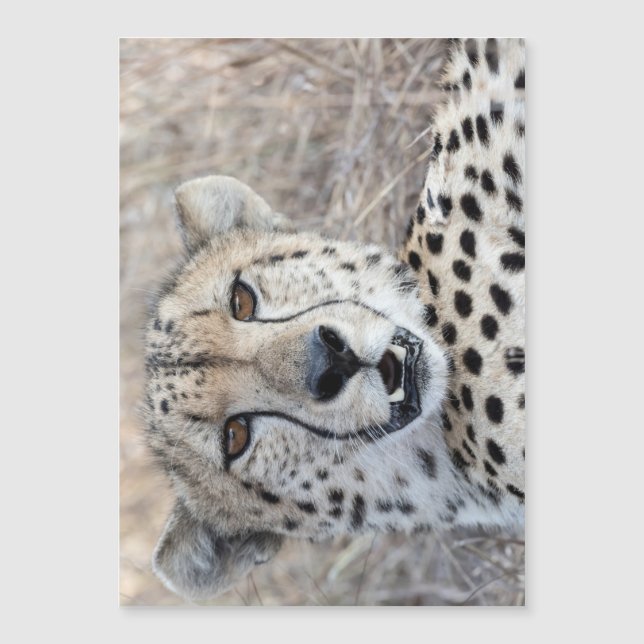 Cheetah Portrait (Anverso)