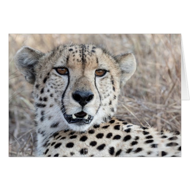 Cheetah Portrait (Anverso (Horizontal))