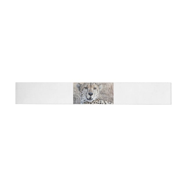 Cheetah Portrait (Individual)