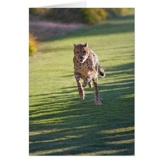Cheetah Running (Frente)