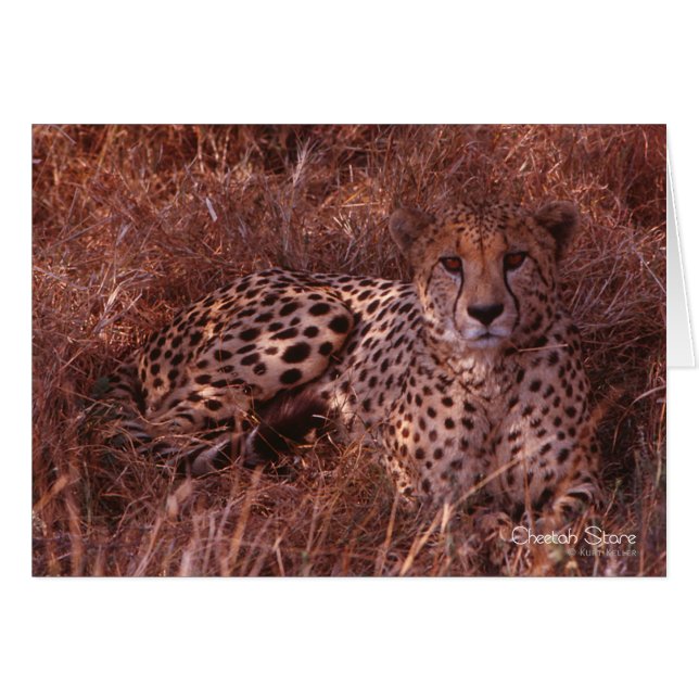 Cheetah Stare (Anverso (Horizontal))