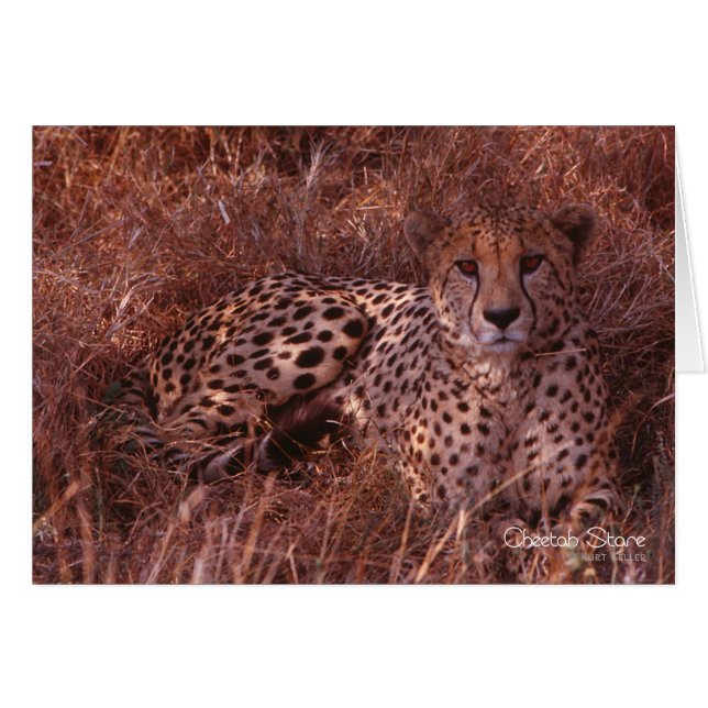 Cheetah Stare (Anverso (Horizontal))