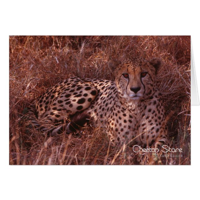 Cheetah Stare (Anverso (Horizontal))