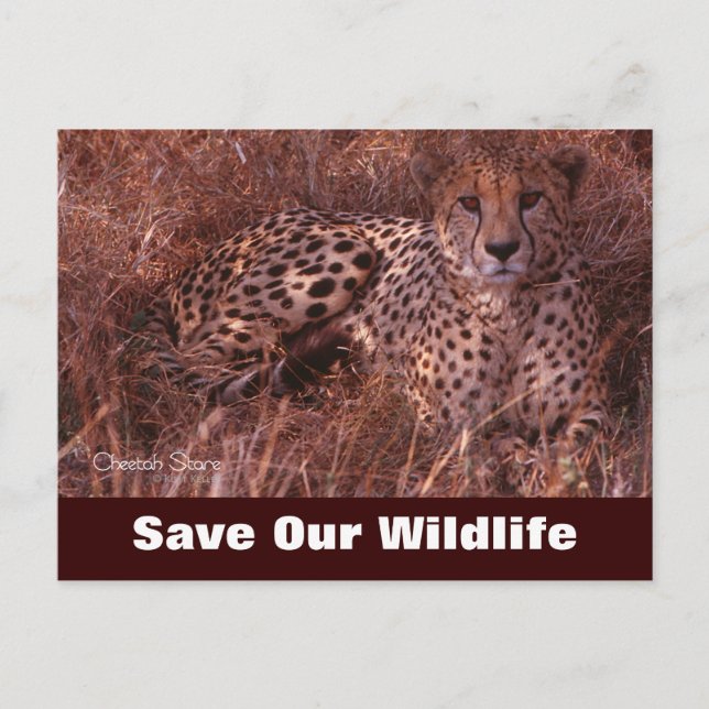Cheetah Stare, salva nuestra postal de vida salvaj (Anverso)