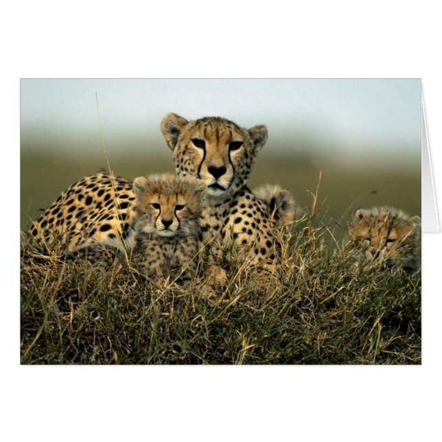 Cheetah y Cub (Anverso (Horizontal))